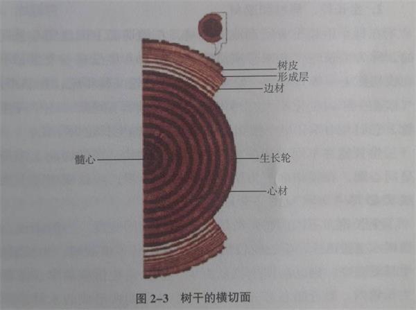 天然木皮原木剖切圖 天然木皮原木剖切圖